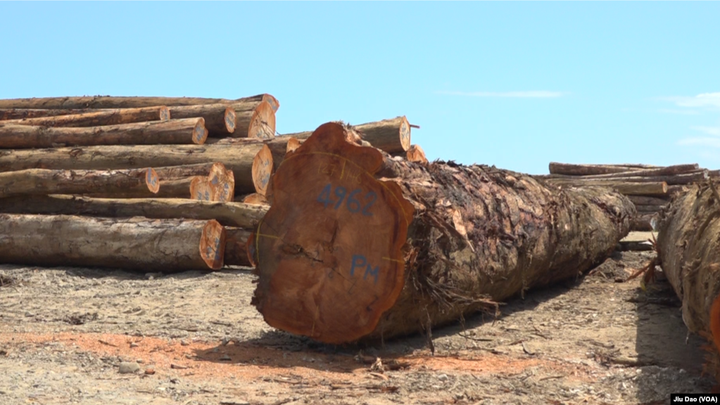 消失的森林🌲对木材的巨大需求  侵蚀所罗门群岛生态