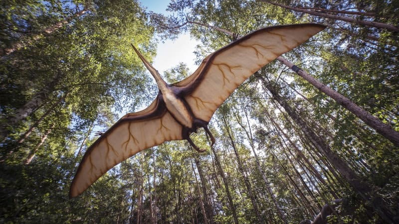 중국 연구진, '박쥐 날개' 가진 공룡 발견 - 공룡 활공 가설 확인