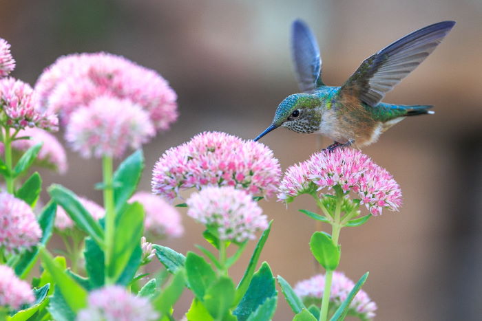 蜂鸟可以靠嗅觉逃生