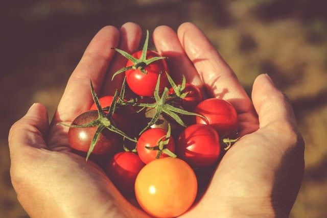 番茄野生祖先是植物育种者的基因组库